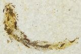 Plate of Two Fossil Fish (Knightia) - Wyoming #295661-3